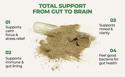Gut-Brain Synergy Probiotics + Nootropic Supplement - 30 Billion CFU, Ashwagandha, L-Theanine, Zinc - Supports Digestion, Brain Supplement for Memory and Focus, Bloating Relief, Immunity- 60 Capsules